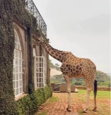 OPUŠTENO DRUŽENJE SA DIVLJIM ŽIRAFAMA U SRCU AFRIKE Zaviruju u trpezariju, jedu iz tanjira i šetkaju po dvorištu - turisti ih obožavaju